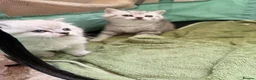 Scottish Fold cats for sale: Stunning Scottish Folds for sale in Sittingbourne - Advert 13