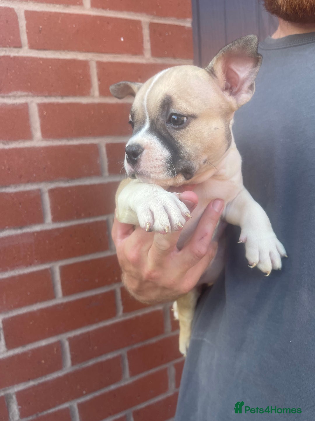 American Bully dogs for sale: ABKC pocket bullys - Image 7