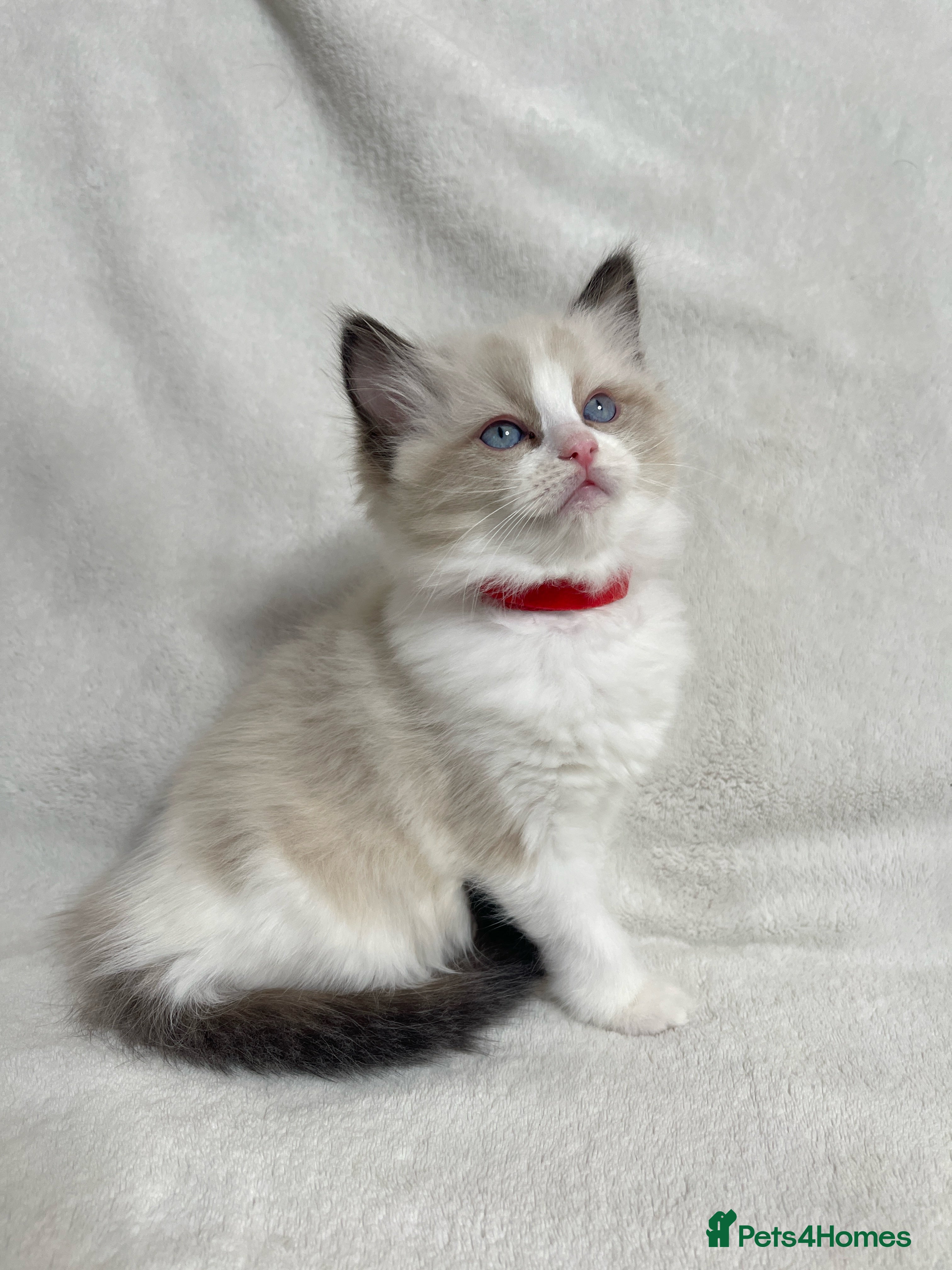 Ragdoll cats Beautiful Ragdoll kittens TICA - Advert 16