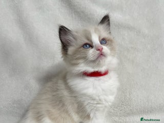 Ragdoll cats Beautiful Ragdoll kittens TICA - Advert 16