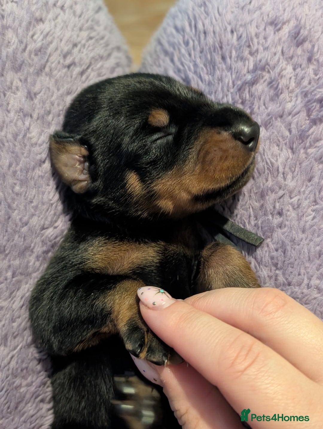 Dobermann dogs for sale: Doberman puppies  - Image 4