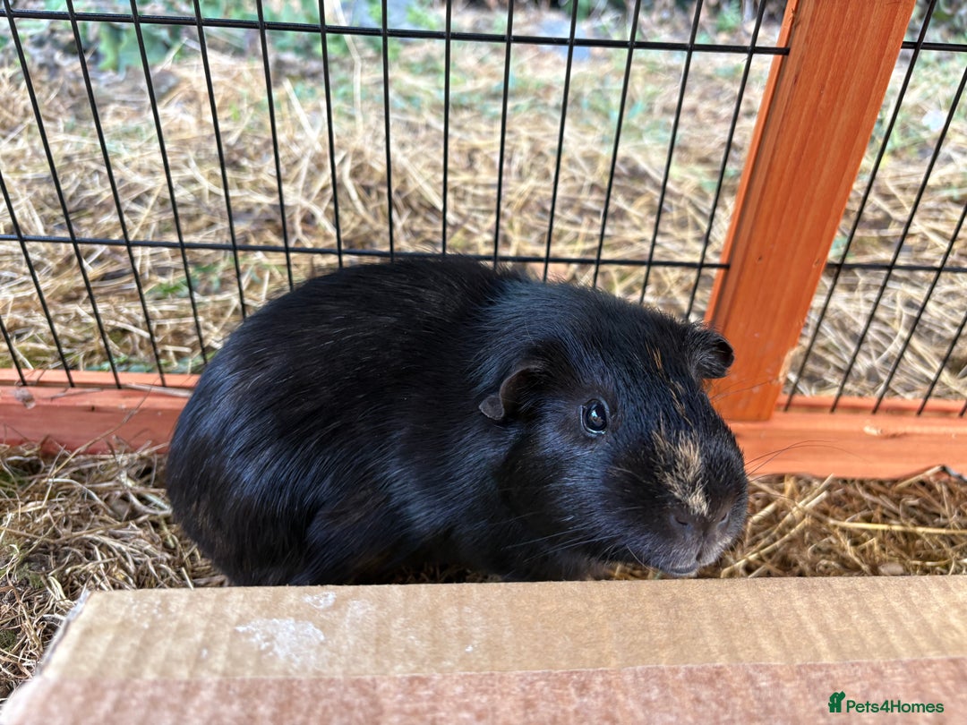 Guinea Pig rodents for sale: Sweet guinea pig boys to rehome. - Image 12