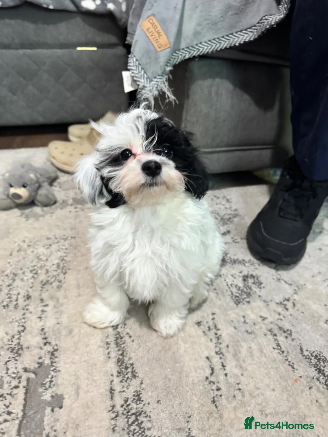 Maltipoo dogs for sale: Maltipoo’s - fully vaccinated and ready to leave. - Advert 2