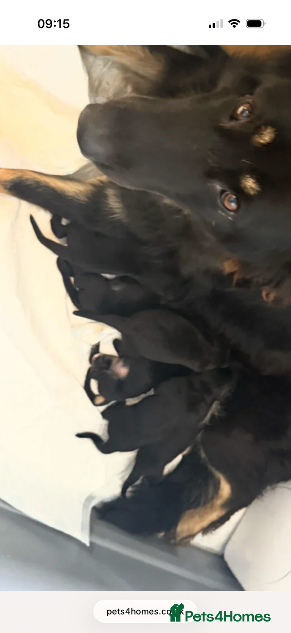 German Shepherd dogs for sale: Beautiful healthy German Shepherd - Advert 1