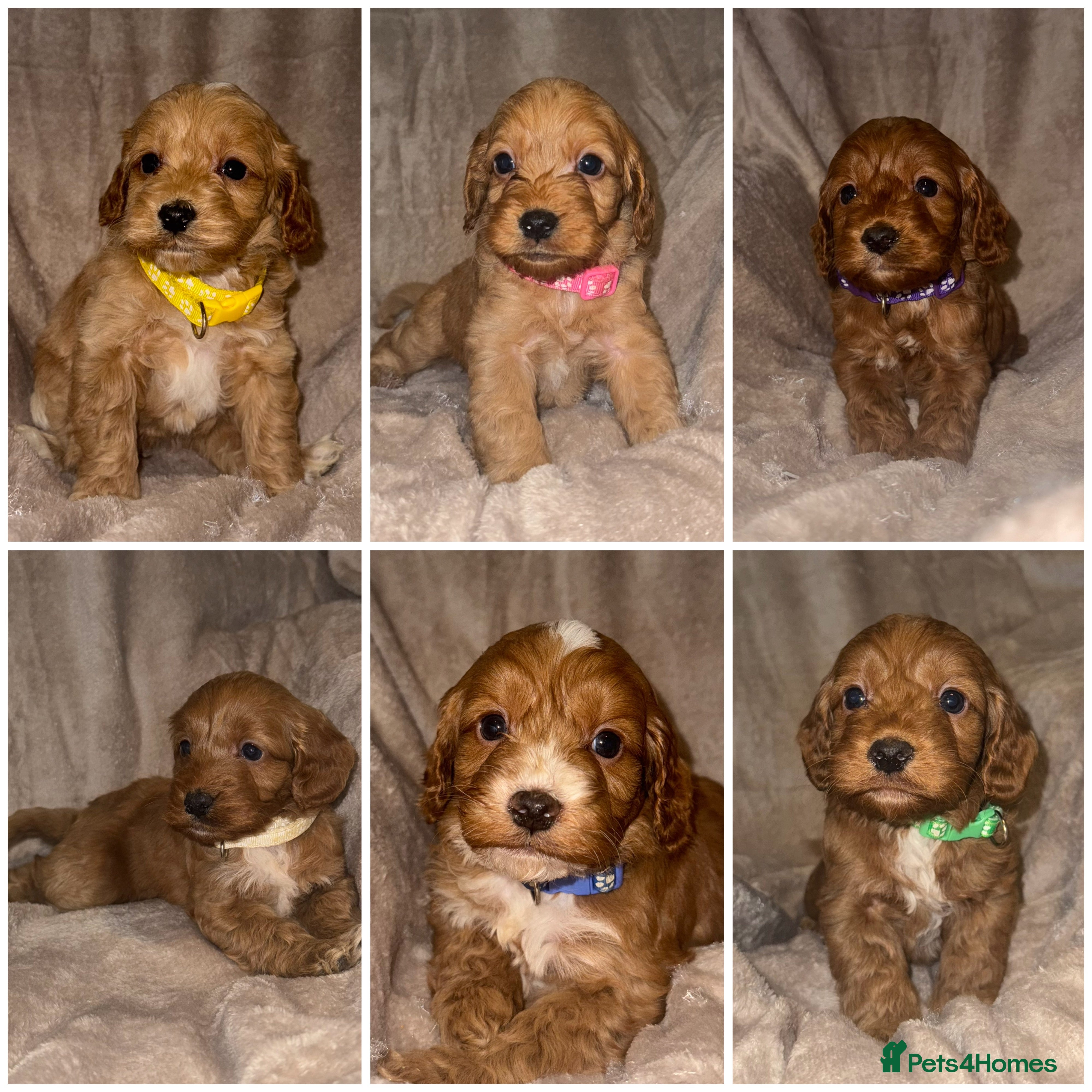 Cockapoo dogs 7 Cockapoo F1 class Fox red puppies - Advert 1