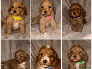 Cockapoo dogs 7 Cockapoo F1 class Fox red puppies - Advert 3