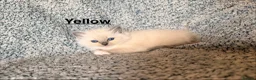 Ragdoll cats for sale: Purebred Blue Point & Blue Mitted ragdolls - Advert 12