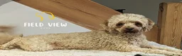 Cavapoo dogs for sale: Extensively health tested adult F1 Cavapoo - Advert 5