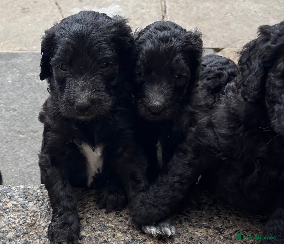 Goldendoodle dogs for sale: Golden doodles  - Image 14