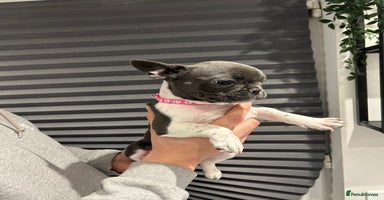 French Bulldog dogs - Advert 2