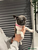 French Bulldog dogs - Advert 7