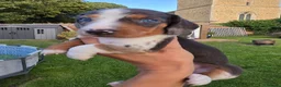 Dachshund dogs for sale: KC reg Standard Dachshund Puppies - Advert 10