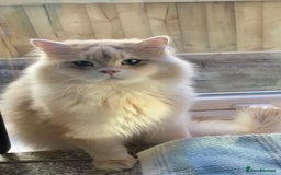 British Longhair cats for sale: Sweet Blue golden British Longhair boy  - Image 5