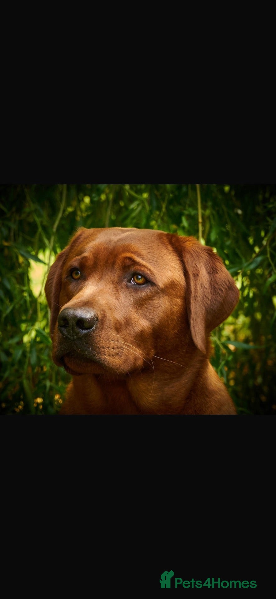 Labrador Retriever dogs Dark Fox Red Labrador Pups For Sale - Advert 2