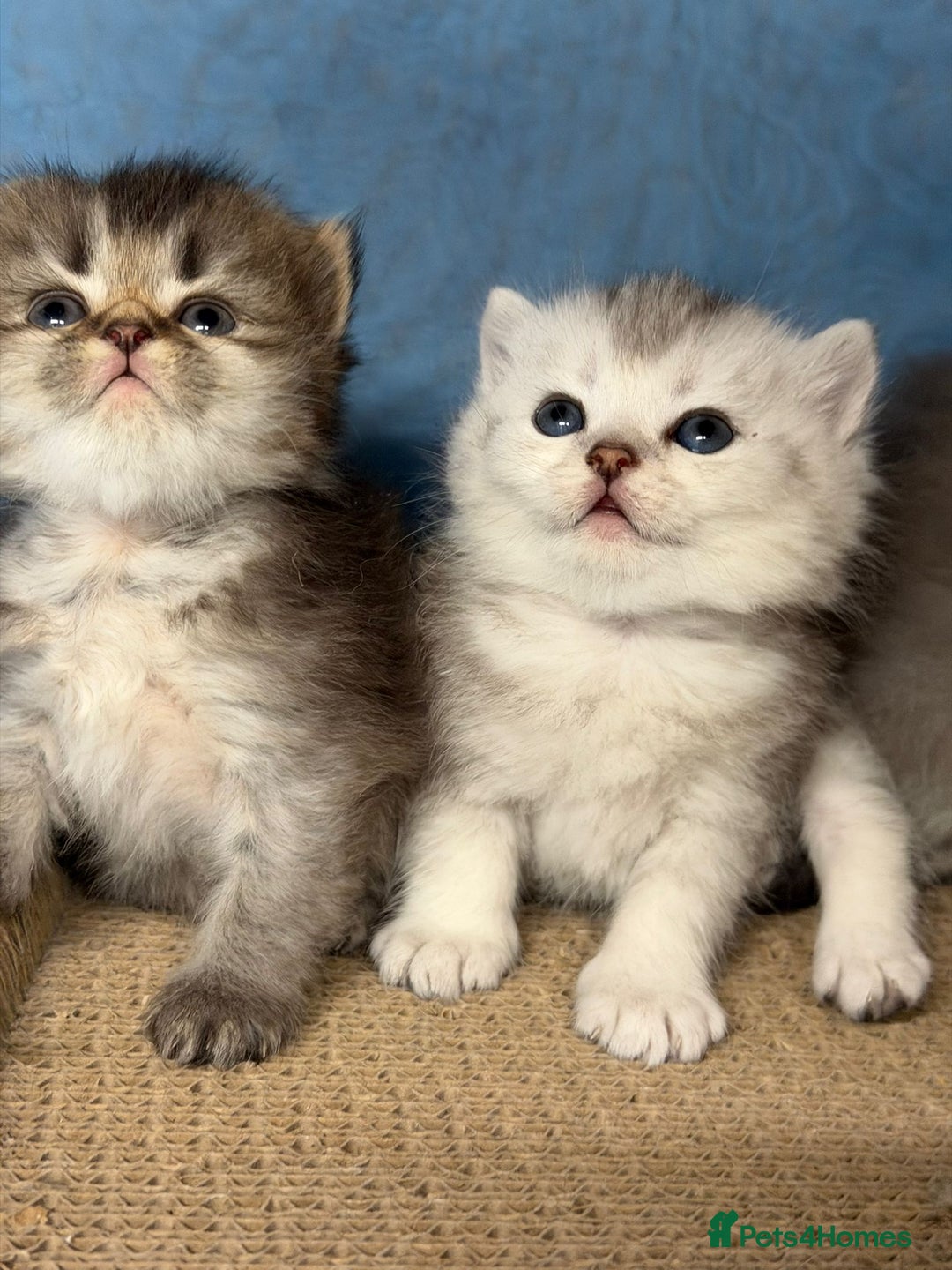 British Longhair cats for sale: British longhair kittens TICA blue golden - Image 6