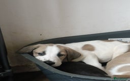 Mixed Breed dogs for sale: Puppies - Image 19