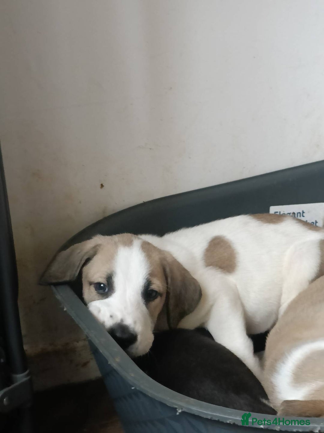 Mixed Breed dogs for sale: Puppies - Image 19