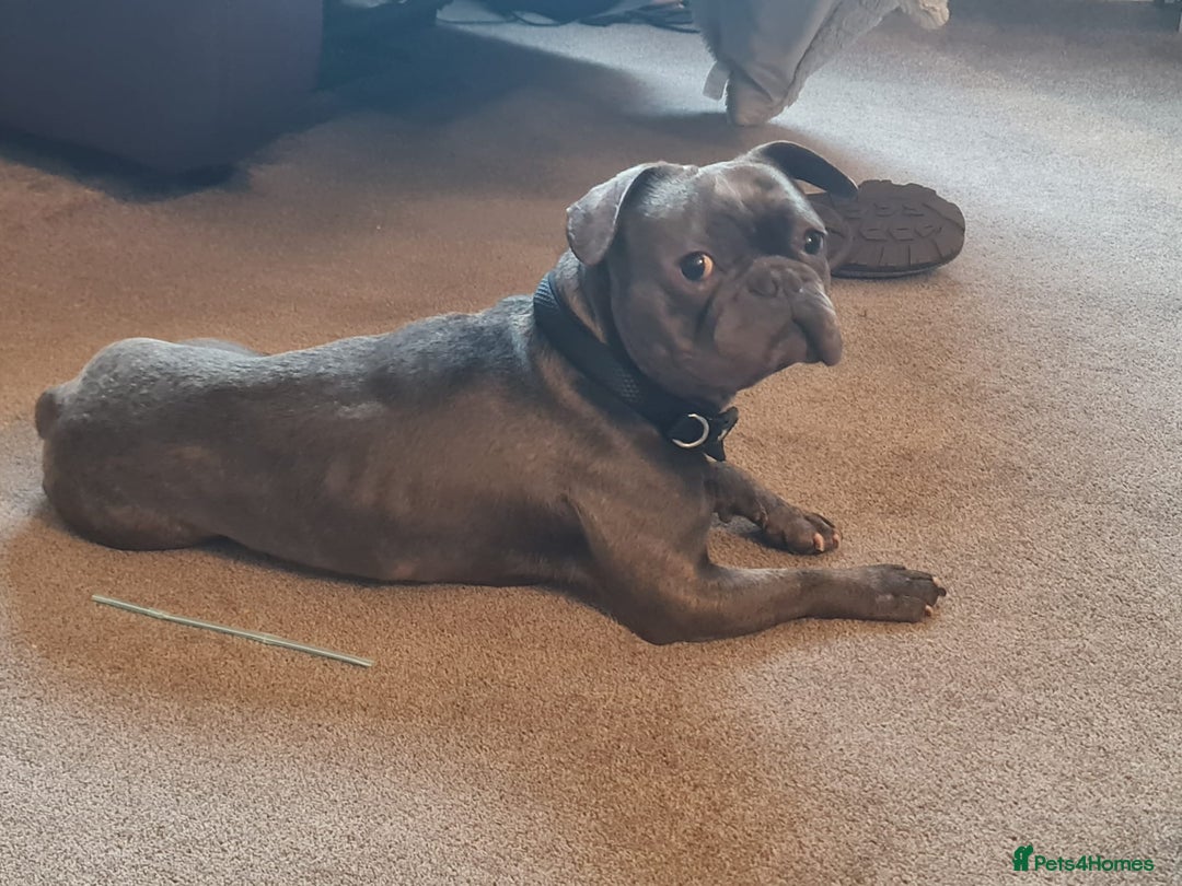 French Bulldog dogs for sale: Blue french bulldog - Advert 2