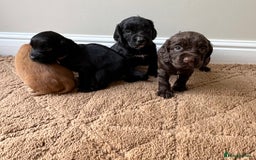 Cocker Spaniel dogs for sale: Stunning cocker spaniel puppies  - Image 9