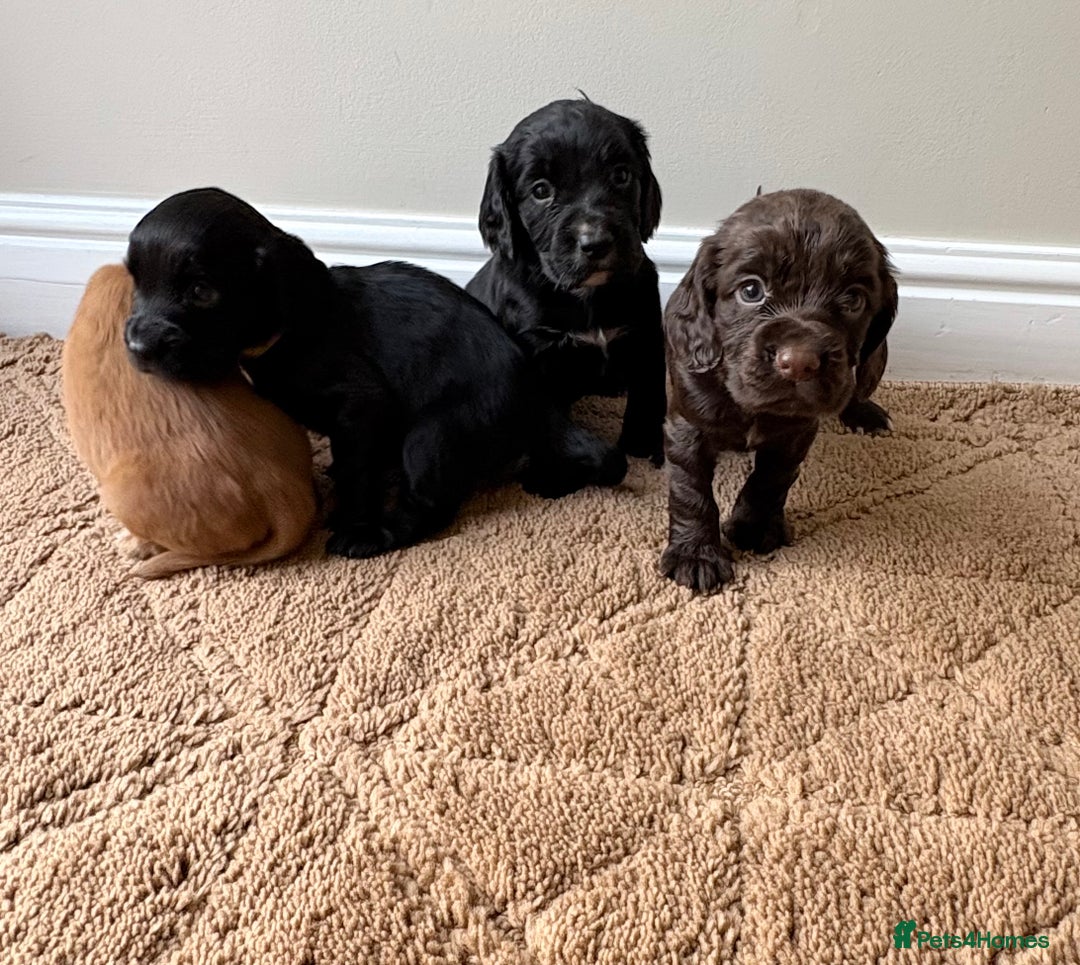 Cocker Spaniel dogs for sale: Stunning cocker spaniel puppies  - Image 9