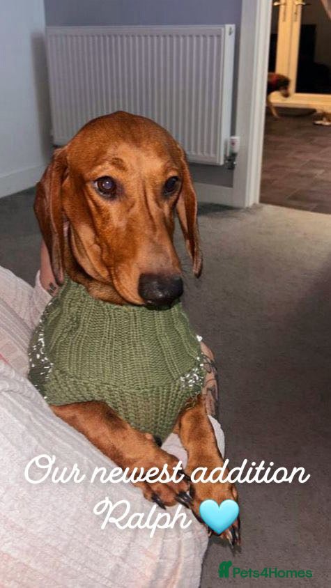 Dachshund dogs Red pedigree Dachshund  - Advert 2