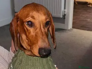 Dachshund dogs Red pedigree Dachshund - Advert 2