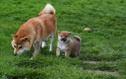 Japanese Shiba Inu dogs for sale: Health tested Japanese Shiba Inu Puppies - Image 28