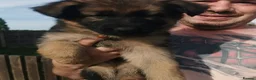 German Shepherd dogs for sale: German shepherd puppies - Advert 7