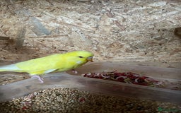 Budgerigars birds for sale: Baby Budgies for sale - Image 3