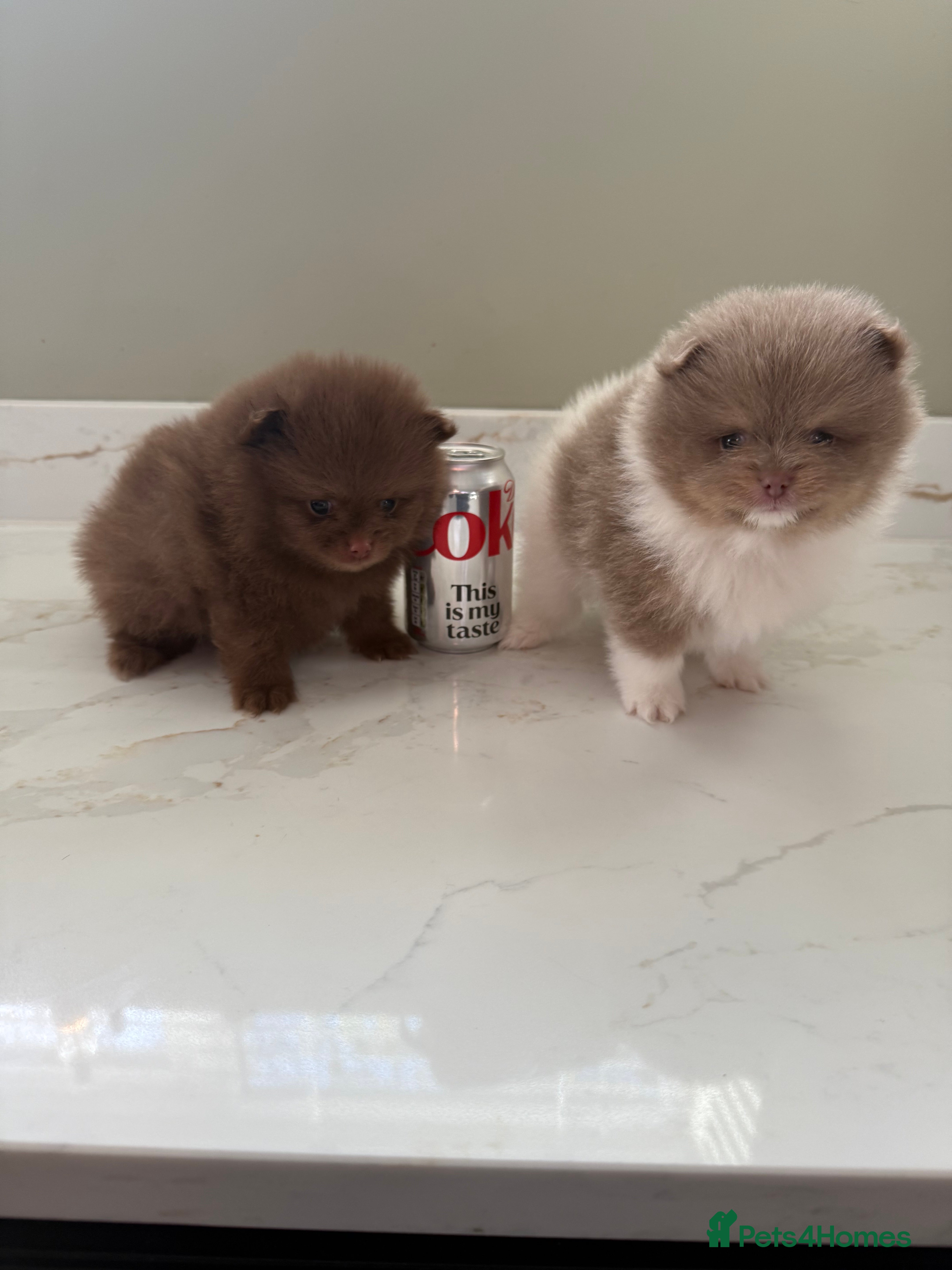 Pomeranian dogs 🐻Brown boy STILL available🐻 - Advert 1