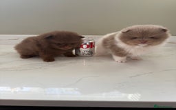 Pomeranian dogs for sale: Ready in 3 weeks! Two Beautiful teddy bear faces🐻 - Advert 6