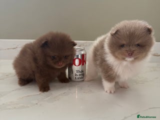 Pomeranian dogs Ready in 2 weeks! Two Beautiful teddy bear faces🐻 - Advert 5
