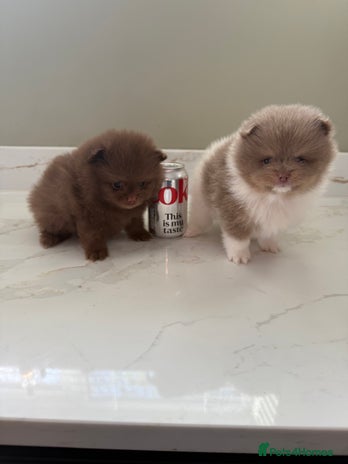 Pomeranian dogs Ready in 2 weeks! Two Beautiful teddy bear faces🐻 - Advert 2
