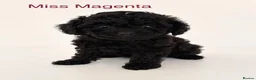 Cavapoo dogs for sale: Exceptional health tested tiny toy Cavapoos - Advert 5