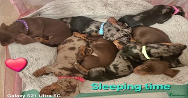 Miniature Dachshund dogs - Advert 2