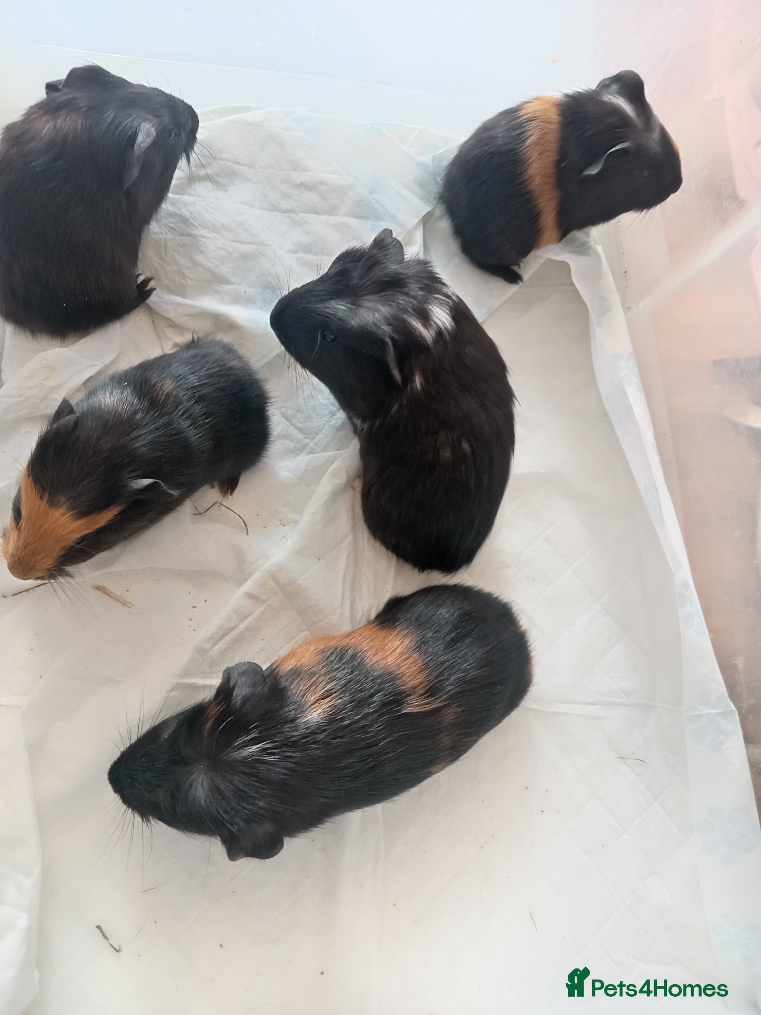 Guinea Pig rodents for sale: Guinea pigs available  - Advert 3