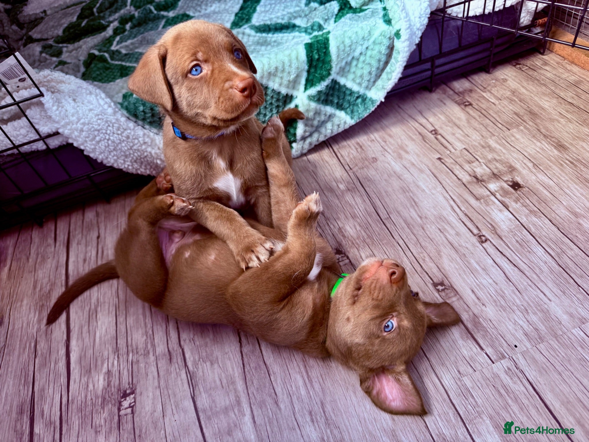 Mixed Breed dogs Gorgeous Siberian Shepsky x Weimaraner Puppies  - Advert 2
