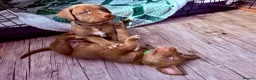 Mixed Breed dogs for sale: Gorgeous Siberian Shepsky x Weimaraner Puppies  - Advert 4
