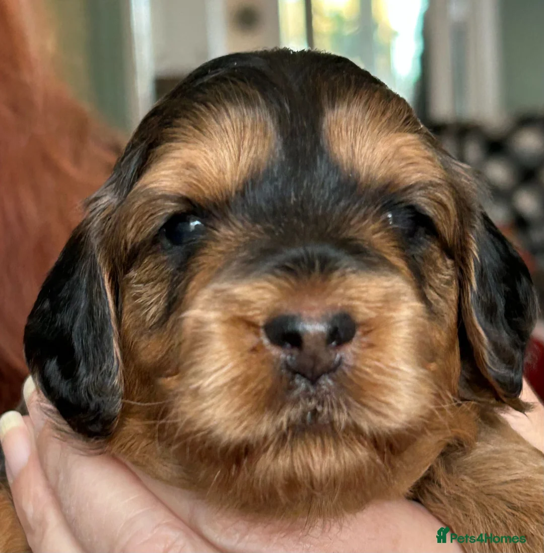 Cockapoo dogs for sale: Stunning  Litter of Cockapoo puppies - Advert 1