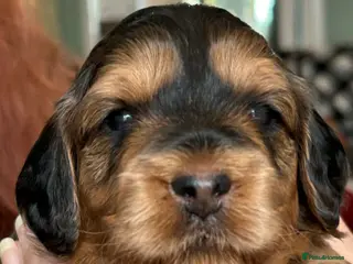 Cockapoo dogs Stunning Litter of Cockapoo puppies - Advert 1