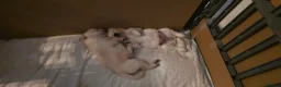 Mixed Breed dogs for sale: 5 adorable female chowskis  - Advert 10