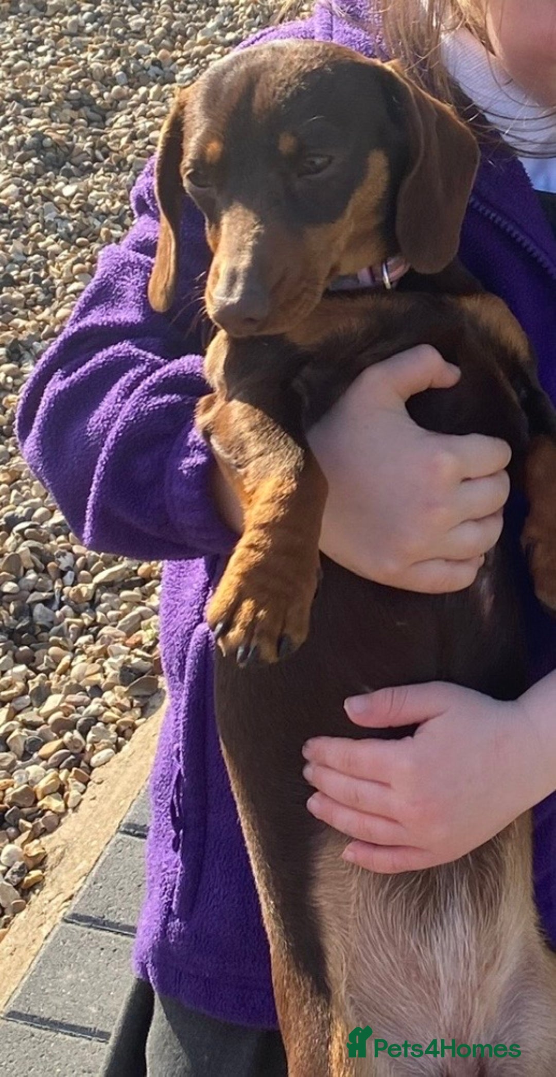 Miniature Dachshund dogs for sale: Choc and tan miniature dachshund female  - Advert 3