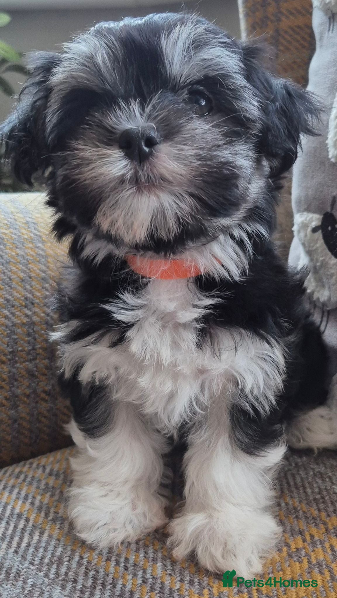 Maltese dogs Maltese/Havanese Puppies  - Advert 1