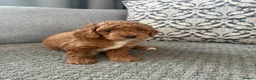 Cockapoo dogs for sale: Stunning Red & Apricot Cockapoo  (F1b) DNA Tested in Redditch - Advert 10