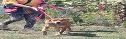 Mixed Breed dogs for adoption: Charlie is looking for a perfect home  in Hayling Island - Advert 3