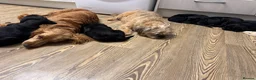 Mixed Breed dogs for sale: BEAUTIFUL COCKAPOO MIXED BREED PUPPIES in Wrexham - Advert 7