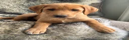 Labrador Retriever dogs for sale: ONLY 2 BEAUTIFUL RED FOX LABRADOR GIRLS REMAINING - Advert 14