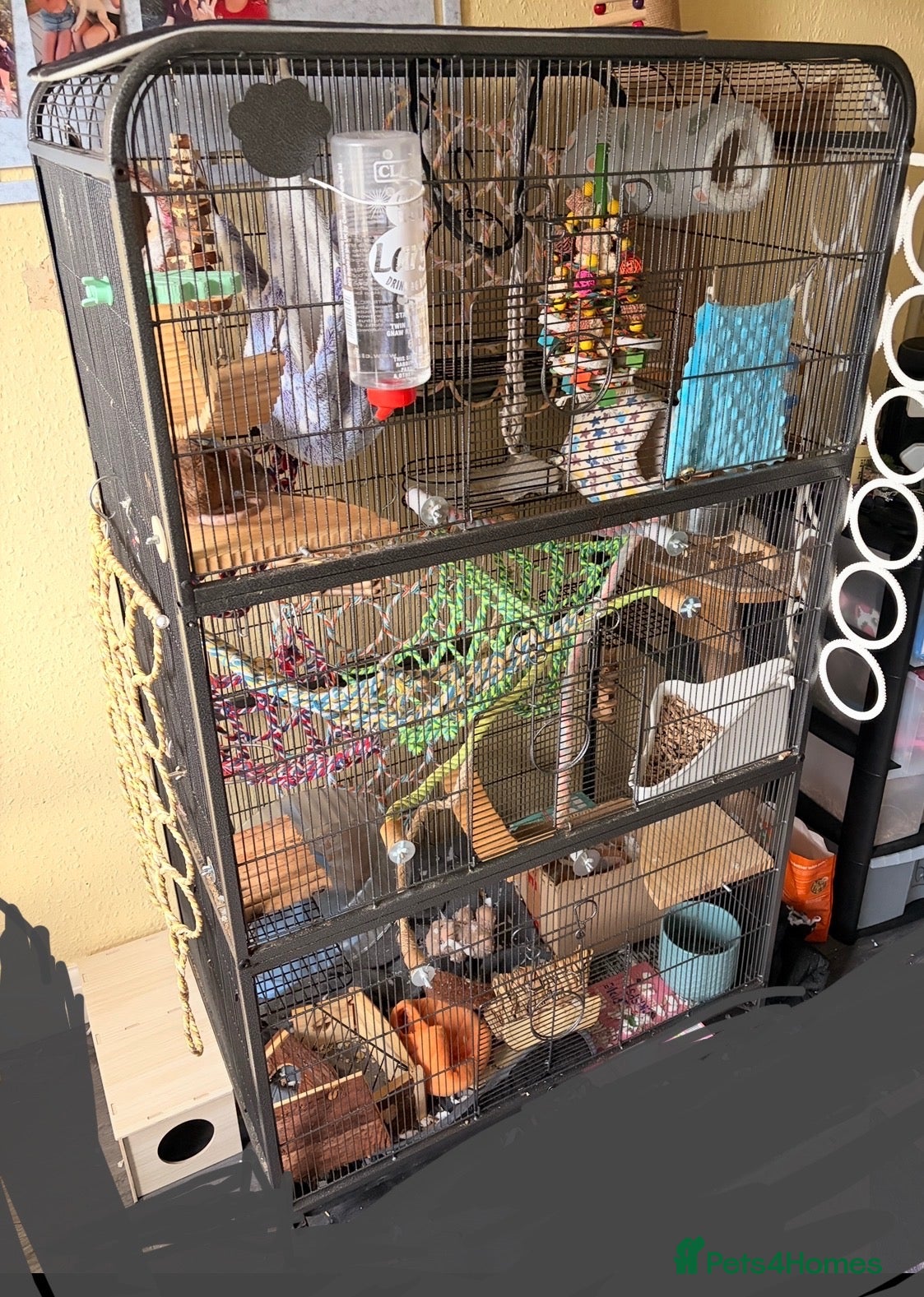 Rat rodents 4 friendly female rats, cage , accessories  - Advert 2