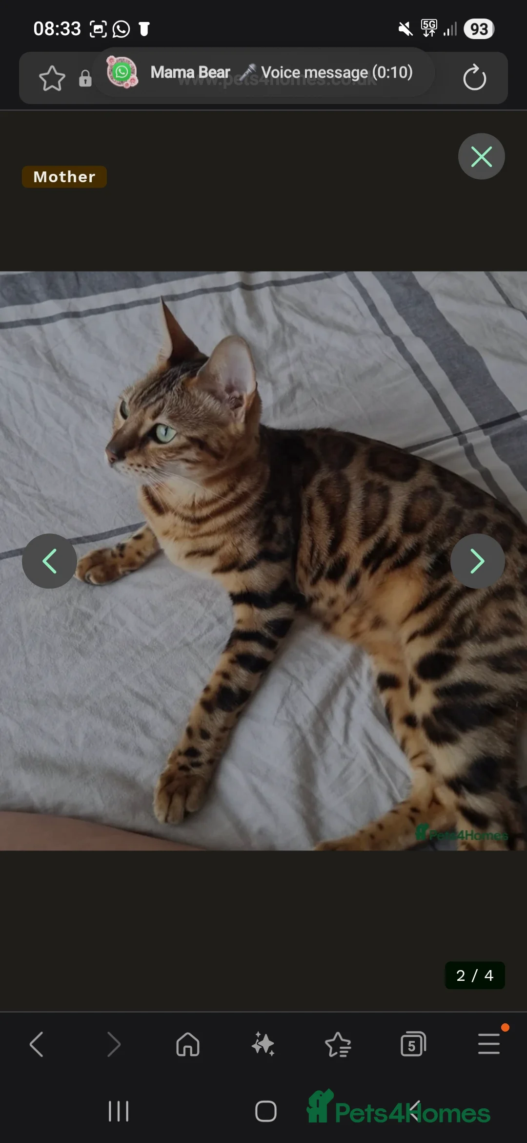 Bengal cats for sale: Begal kitten - Advert 1