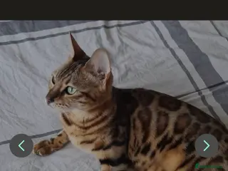Bengal cats Begal kitten - Advert 5